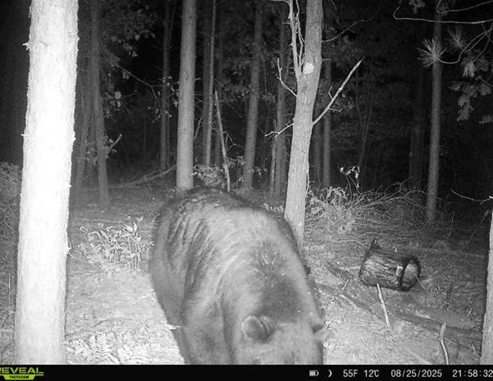 Listing Photo: Trail Camera Photo1